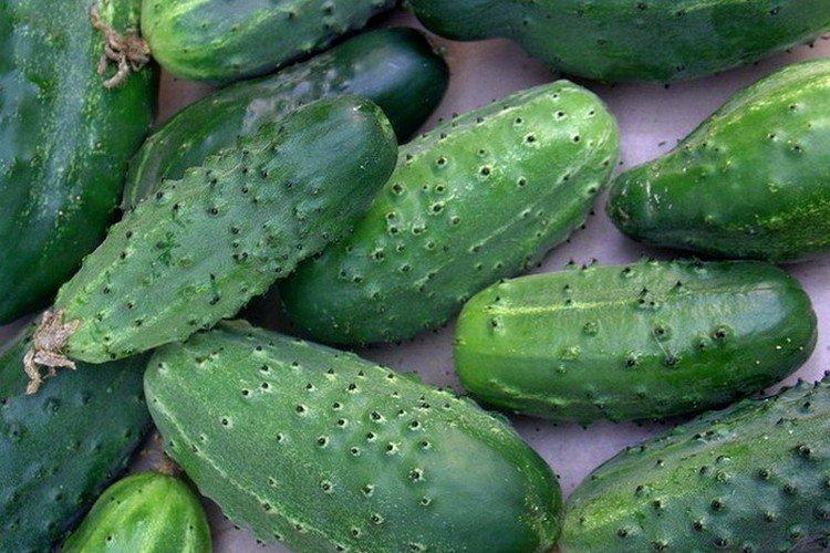 Дачник - Самые высокоурожайные сорта огурцов для Подмосковья