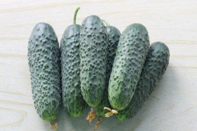 Амур - Самые высокоурожайные сорта огурцов для Подмосковья