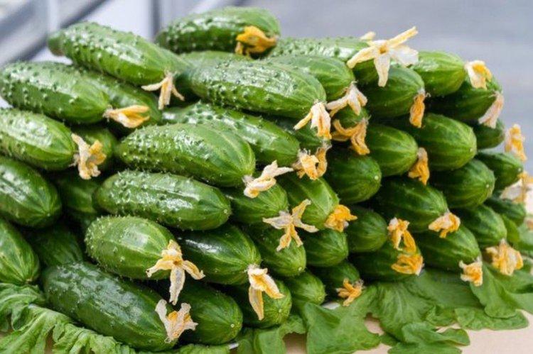 Белая ночь - Самые высокоурожайные сорта огурцов для Подмосковья