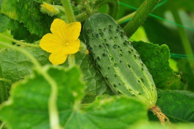 Алтайский ранний - Ранние сорта огурцов для Подмосковья