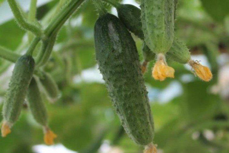 Подмосковные вечера - Ранние сорта огурцов для Подмосковья