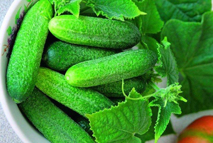 Конни - Ранние сорта огурцов для Подмосковья