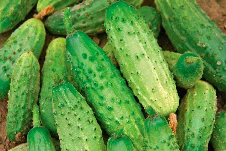 Родничок - Среднеспелые сорта огурцов для Подмосковья