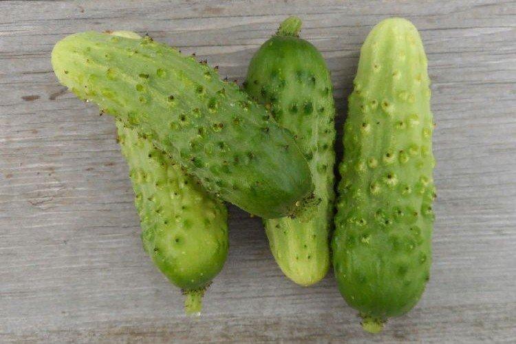 Капелька - Поздние сорта огурцов для Подмосковья