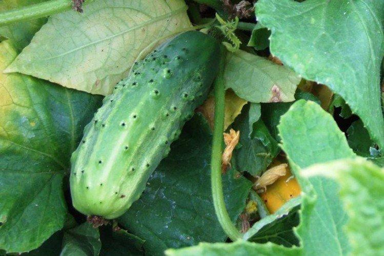 Победитель - Поздние сорта огурцов для Подмосковья