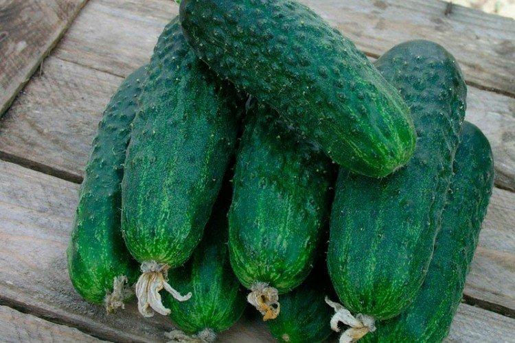 Неросимый - Поздние сорта огурцов для Подмосковья