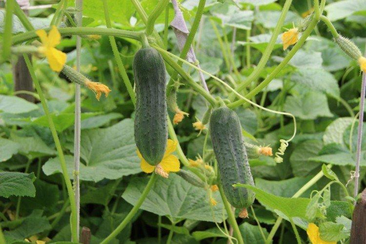 Изящный - Лучшие сорта огурцов для теплиц в Подмосковье