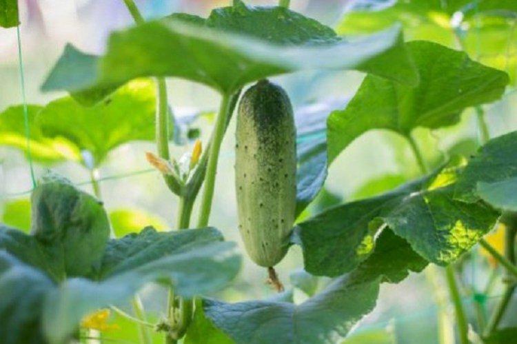 Кузя - Лучшие сорта огурцов для теплиц в Подмосковье