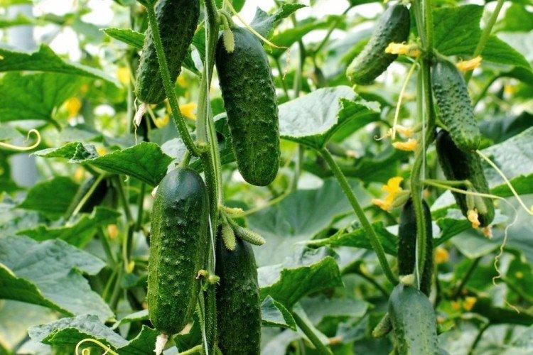 Муравей - Лучшие сорта огурцов для открытого грунта в Подмосковье