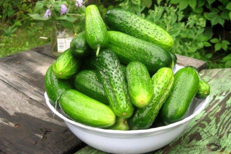 Вир - Лучшие сорта огурцов для открытого грунта в Подмосковье