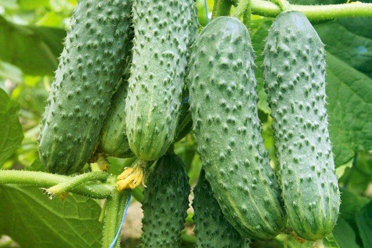 Орфей - Полностью самоопыляемые сорта огурцов для теплиц