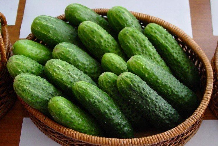 Алтайский ранний - Ранние сорта огурцов