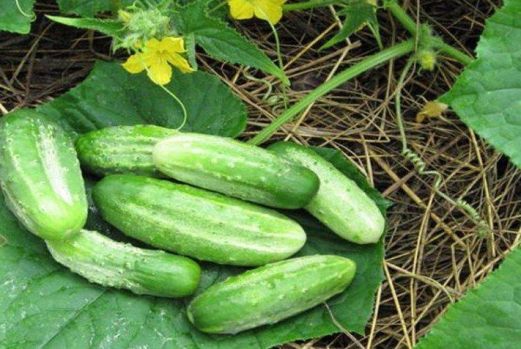 Конкурент - Ранние сорта огурцов