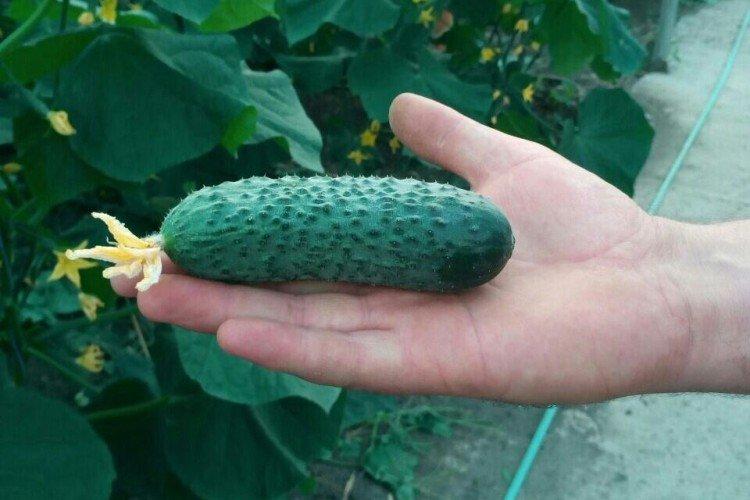 Майский - Ранние сорта огурцов