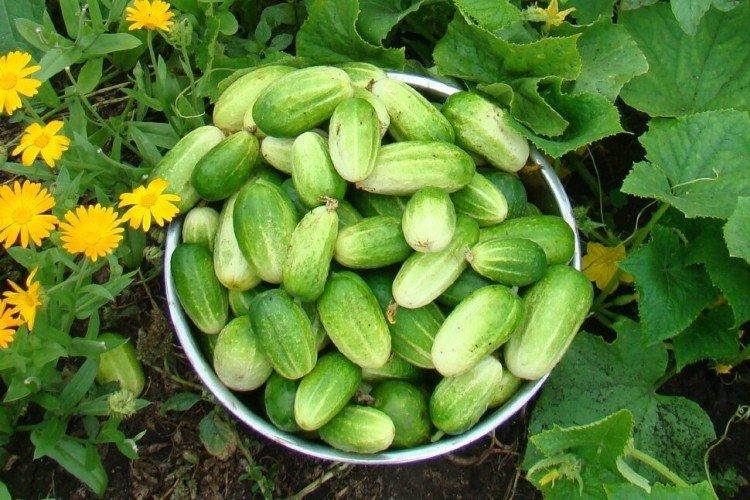 Муромский - Ранние сорта огурцов