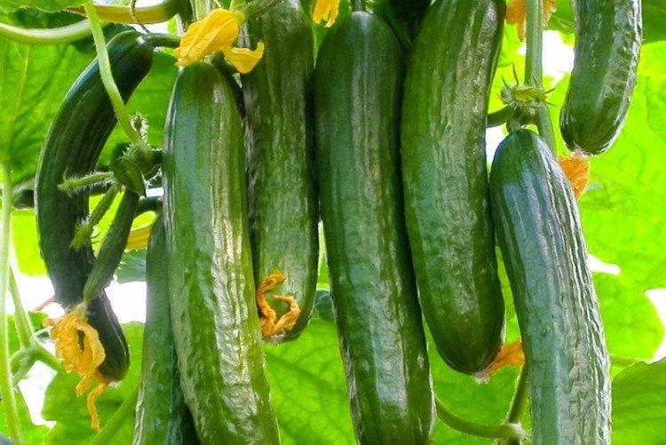 Пикас - Среднеспелые сорта огурцов