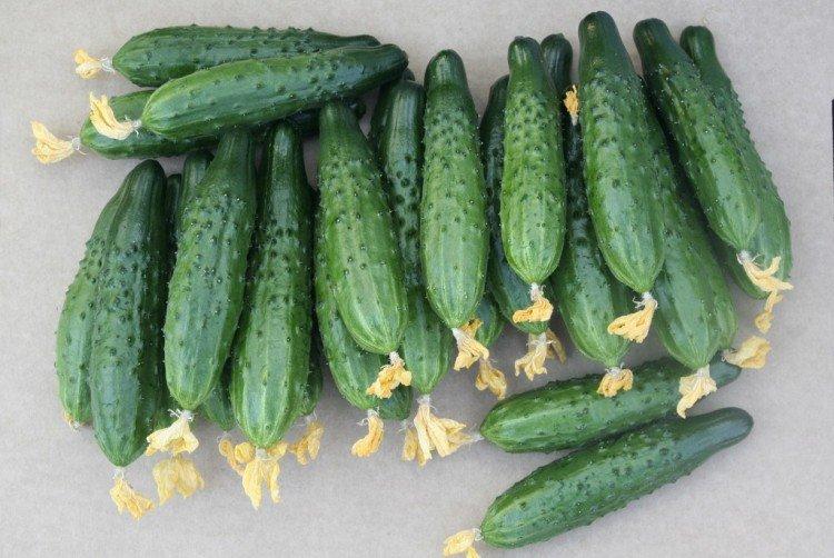 Атлет - Среднеспелые сорта огурцов