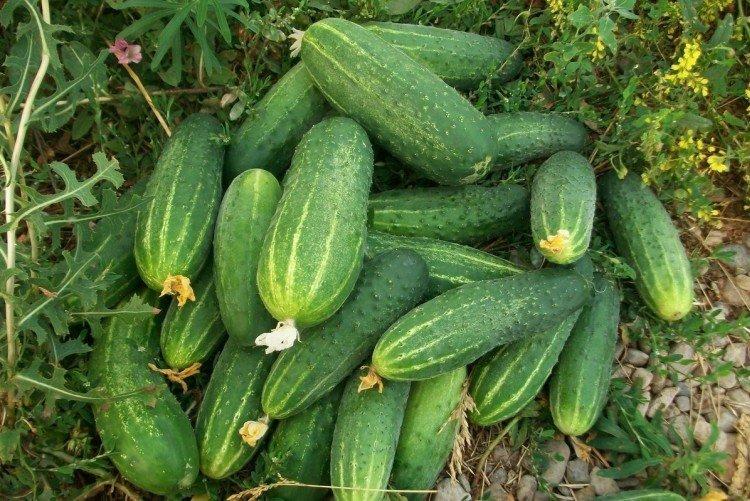 Водолей - Поздние сорта огурцов