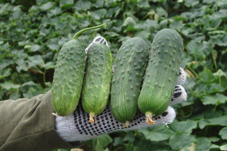 Регал - Поздние сорта огурцов