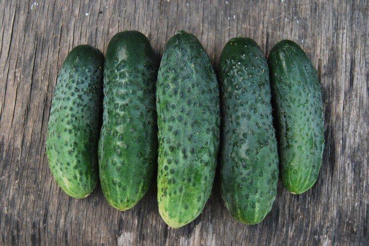 Феникс - Поздние сорта огурцов