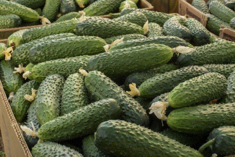 Абсолют - Лучшие сорта огурцов для теплиц