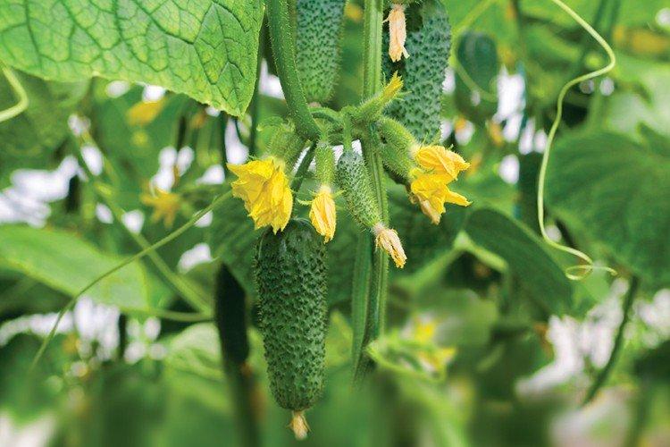 Арктика - Лучшие сорта огурцов для теплиц