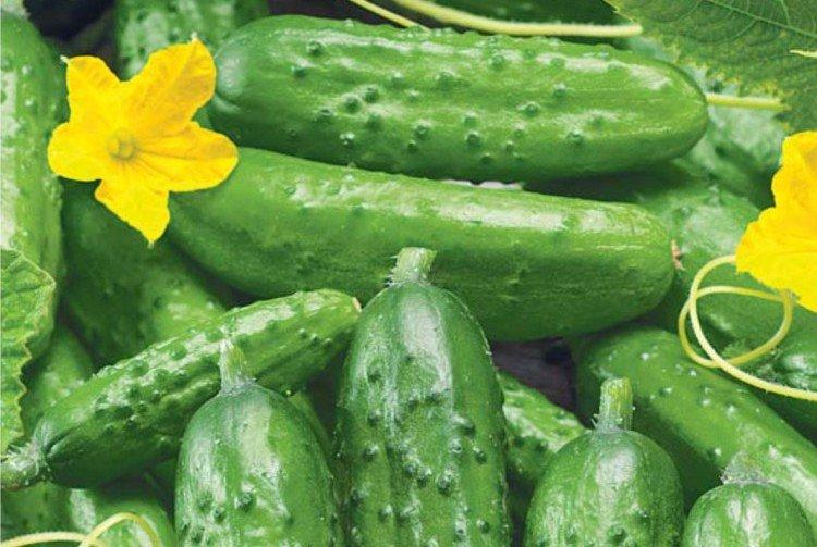 Родничок - Лучшие сорта огурцов для открытого грунта