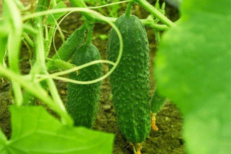 Директор - Лучшие сорта огурцов для открытого грунта