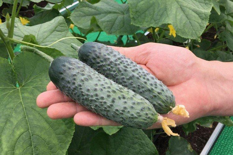 Паратунка - Лучшие сорта огурцов для открытого грунта