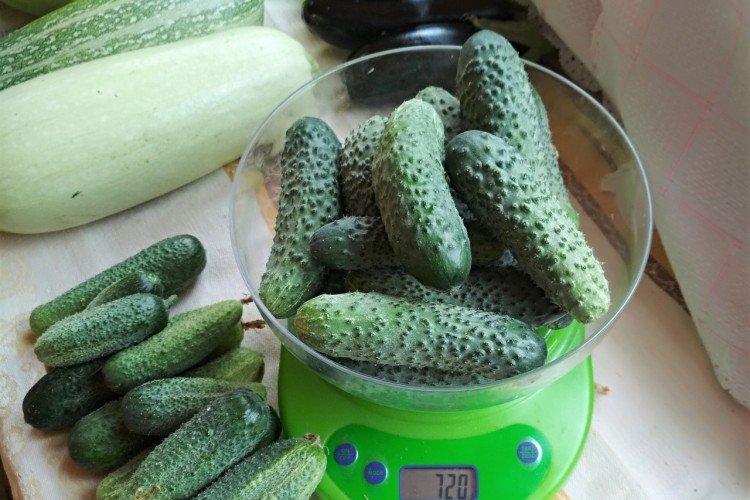 Хрустящий - Самые высокоурожайные сорта огурцов