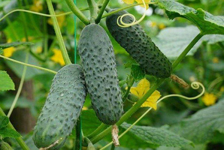 Меренга - Самоопыляемые или партенокарпические сорта огурцов