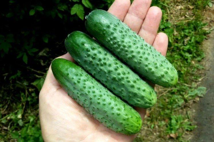 Герман - Самоопыляемые или партенокарпические сорта огурцов