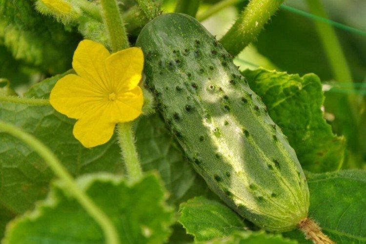 Бенефис - Лучшие сорта огурцов для Подмосковья