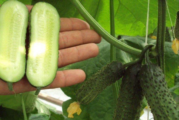 Маша - Лучшие сорта огурцов для Подмосковья