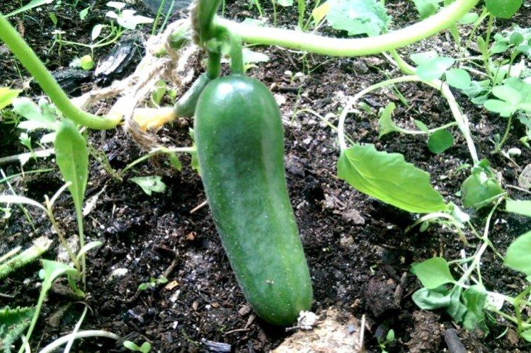 Бэби мини - Лучшие сорта огурцов для Урала и Сибири