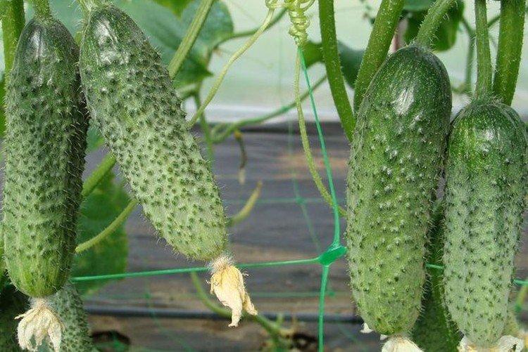 Буратино - Лучшие сорта огурцов для Урала и Сибири