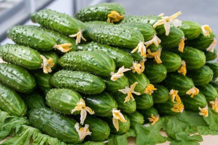 Белая ночь - Лучшие сорта огурцов для Ленинградской области