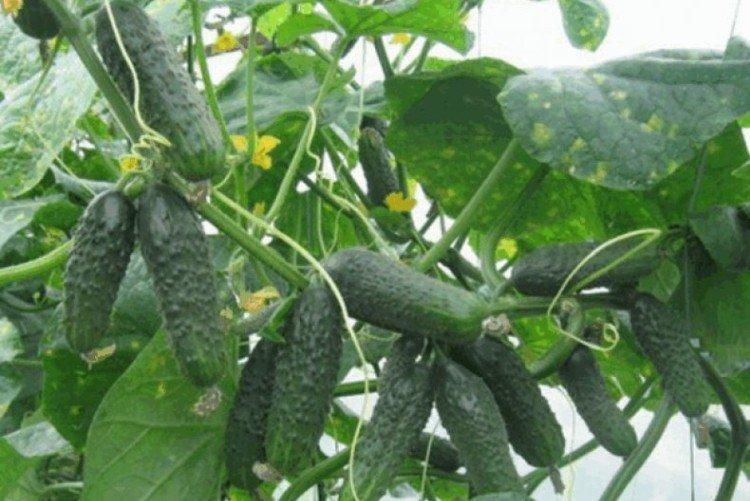 Эколь - Лучшие сорта огурцов для Ленинградской области