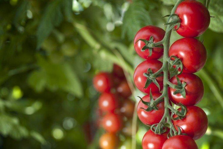 Бычий глаз - Сорта томатов черри для теплиц