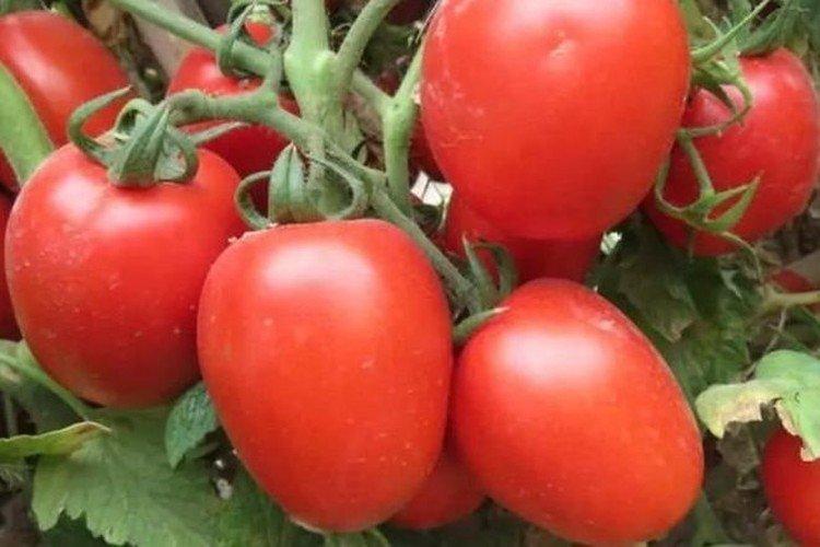 Сестренка - Поздние сорта томатов