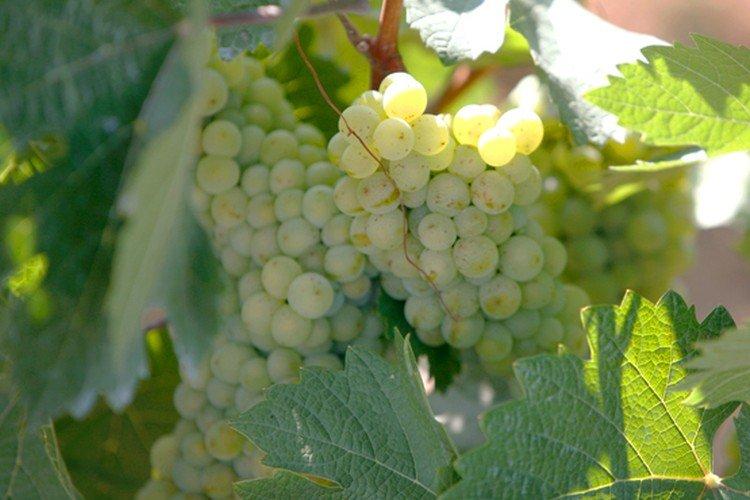 Галан - Сорта винограда среднего срока созревания