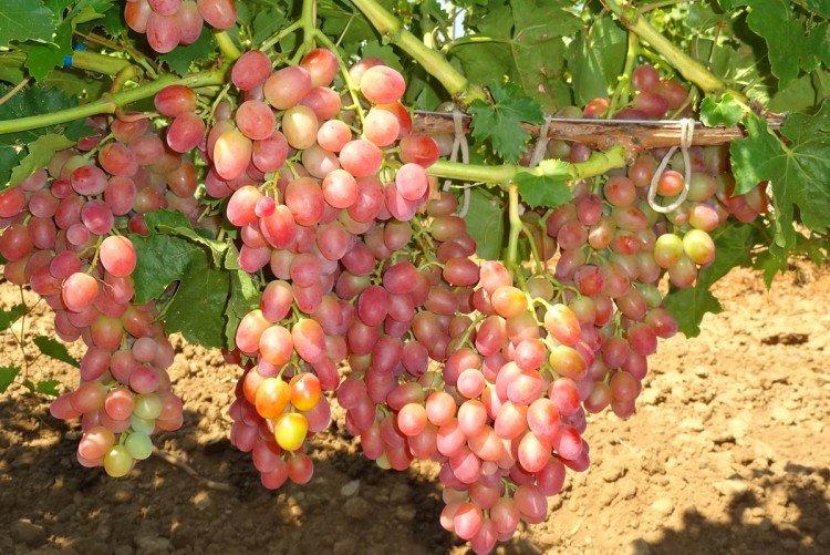 Анюта - Поздние сорта винограда