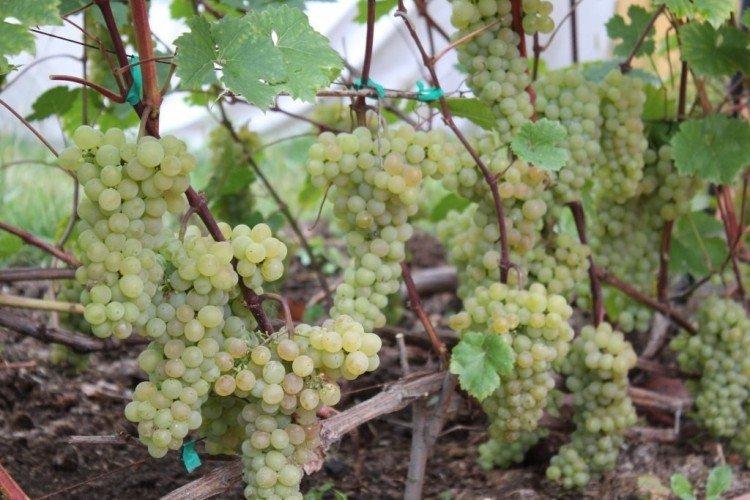 Кристалл - Винные сорта винограда