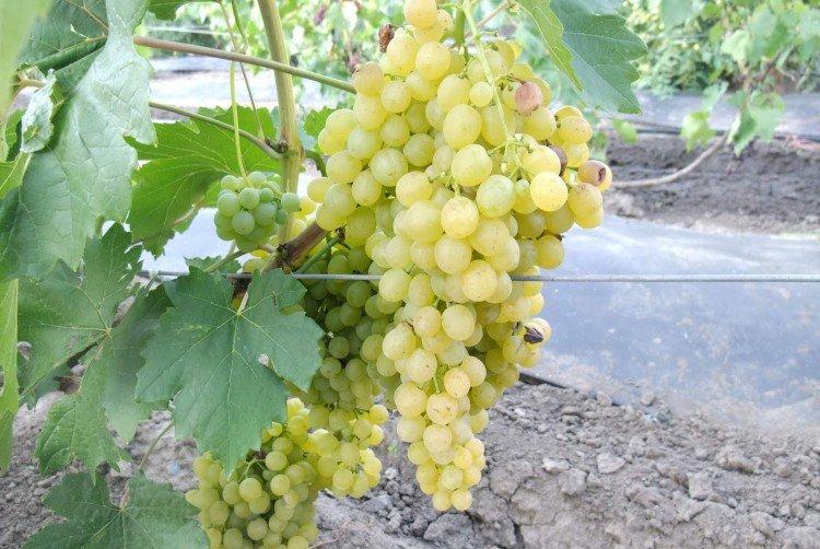 Белое пламя - Сорта винограда без косточек