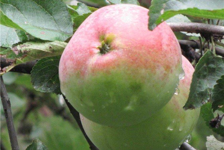 Московское зимнее - Зимние сорта яблонь для Подмосковья