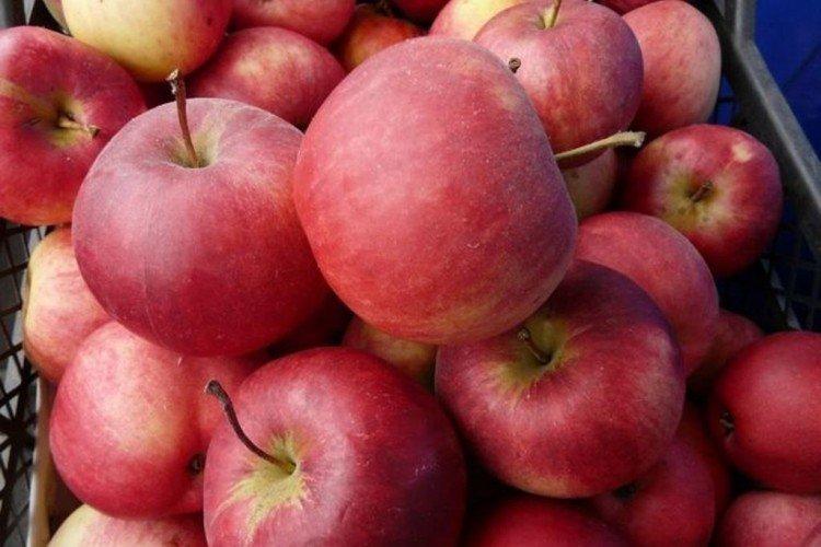 Рождественское - Самые сладкие сорта яблок для Подмосковья