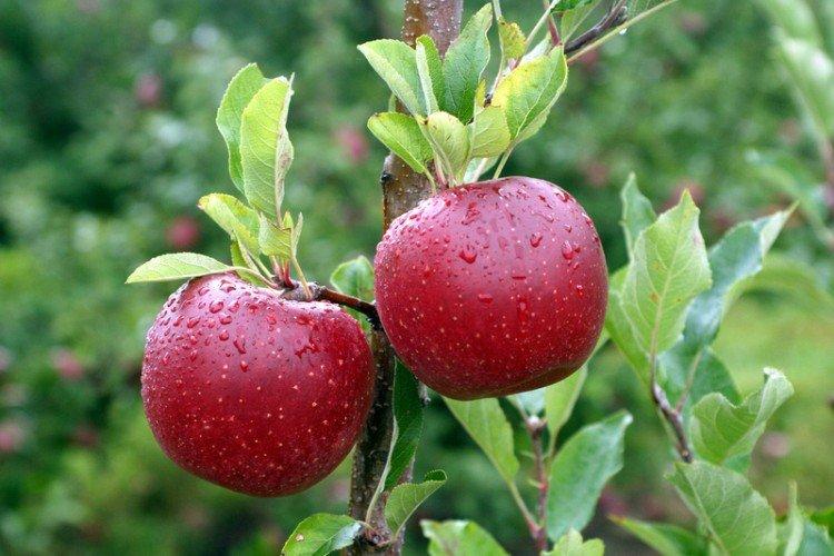 Мелроуз - Красные сорта яблонь