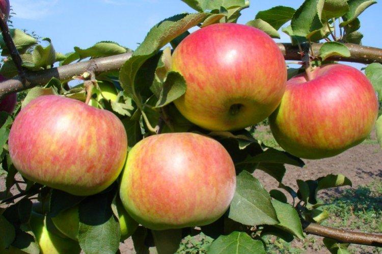 Рождественское - Самые сладкие сорта яблок