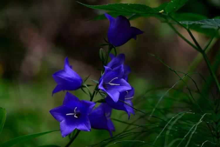 Колокольчик - Луговые и полевые цветы