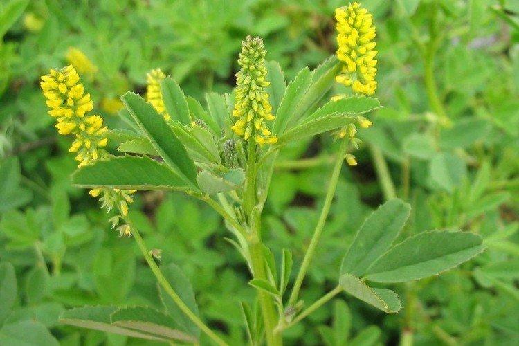 Донник - Луговые и полевые цветы